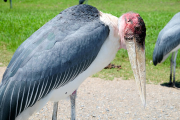 Obraz premium Marabou stork bird.