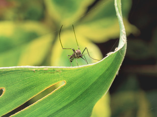 Close up of Aedes Aegypti Mosquito resting on the leaf in garden. Aedes is a genus of mosquitoes...