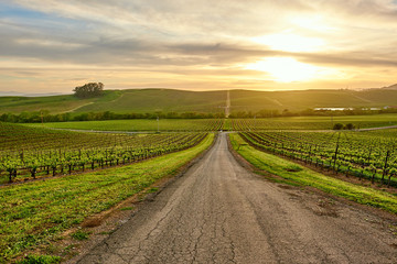 Fototapeta na wymiar Vineyards at sunset in California, USA