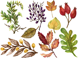 Colorful Watercolor gouache Autumn Fall branches with leaves and Animals, Vegetable Hand drawn illustration