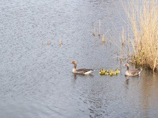 Mother duck with duckling