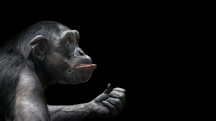 Abwaschbare Fototapete Affe Portrait of curious Chimpanzee like asking a question, at black background