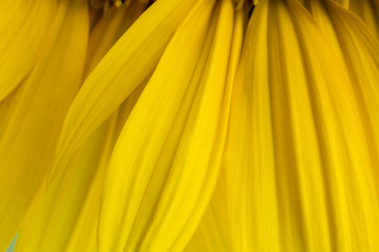 Fragment of structure of flower of sunflower as a background.
