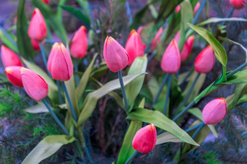 beautiful purple tulip flowers background.