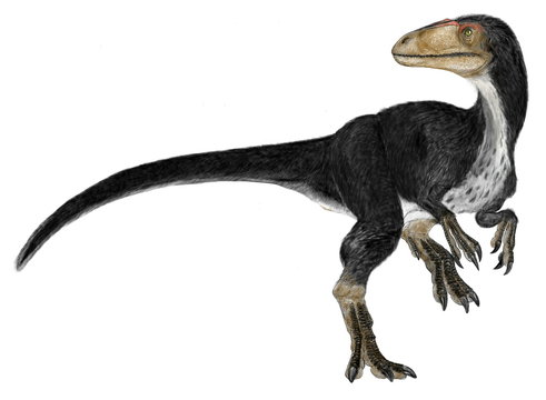 ディロング。分類上ティラノサウルス科に属する小型の恐竜。後に新種が発見されるまで最古のティラノサウルス類であった。白亜紀前期の中国の地層から発見されており、当時ティラノサウルスの祖形にはいくつかの形態があったが、ディロングの外形はティラノサウルスと大きく異なる。羽毛の印象があり、前脚は長く、指は3本であった。ティラノサウルスが巨大化してゆく過程で不要となった特徴を有している。自作イラスト画像。