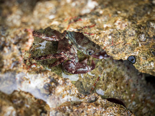 Crab