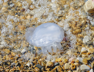Fototapeta na wymiar Rhopilema nomadica jellyfish in the Black Sea on the beach. Vermicular filaments of jellyfish with poisonous stinging cells cause painful trauma in people. Medusa sea was thrown on a rocky beach
