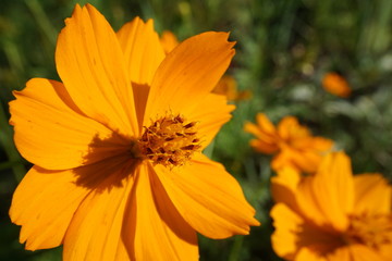 Close-up of an orange cosmos flower 
