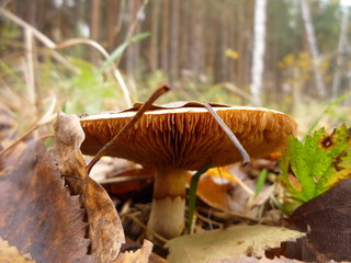 boletus