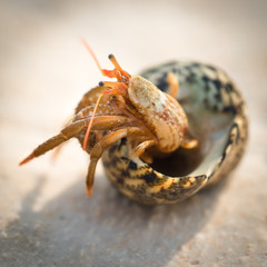 hermit crab