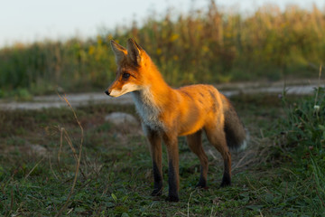 Cute young fox cub on the grass background. One. Evening light. Wild nature. Animals.