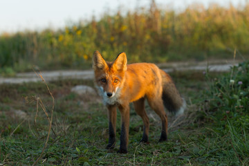 Cute young fox cub on the grass background. One. Evening light. Wild nature. Animals.