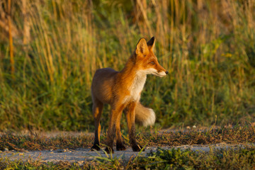 Naklejka na ściany i meble Cute young fox cub on the grass background. One. Evening light. Wild nature. Animals.