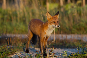 Cute young fox cub on the grass background. One. Evening light. Wild nature. Animals.