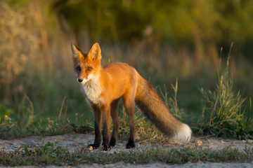 Naklejka na ściany i meble Cute young fox cub on the grass background. One. Evening light. Wild nature. Animals.