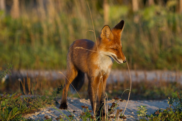 Cute young fox cub on the grass background. One. Evening light. Wild nature. Animals.