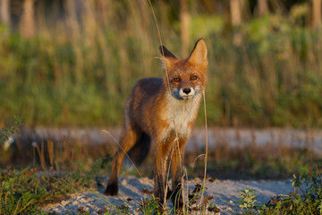 Cute young fox cub on the grass background. One. Evening light. Wild nature. Animals.