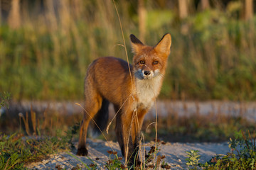 Cute young fox cub on the grass background. One. Evening light. Wild nature. Animals.