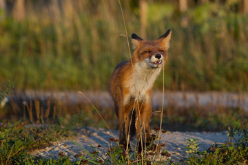 Cute young fox cub on the grass background. One. Evening light. Wild nature. Animals.