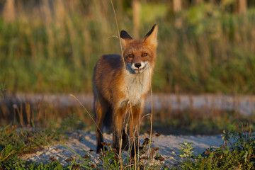 Cute young fox cub on the grass background. One. Evening light. Wild nature. Animals.