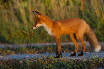 Cute young fox cub on the grass background. One. Evening light. Wild nature. Animals.