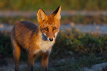 Cute young fox cub on the grass background. One. Evening light. Wild nature. Animals.