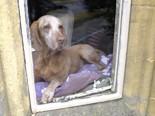 Perro tras la ventana
