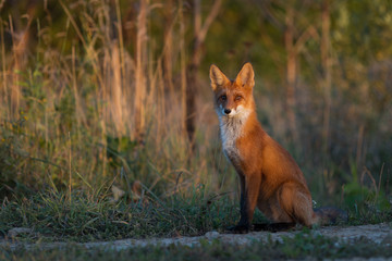 Cute young fox cub on the grass background. One. Evening light. Wild nature. Animals.