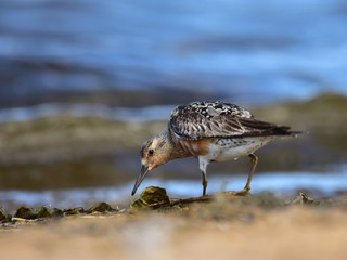 The red knot (Calidris canutus) in breeding plumage