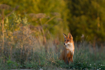 Cute young fox cub on the grass background. One. Evening light. Wild nature. Animals.