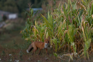Cute young fox cub on the grass background. One. Evening light. Wild nature. Animals.