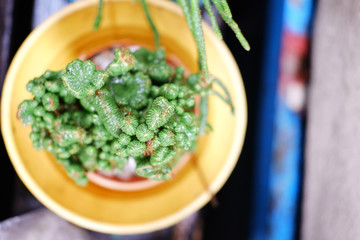 Cactus in pot.Green cactus potted plant.Cactus house plants