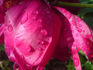 pink Peony with water drops