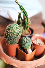 Cactus in pot.Green cactus potted plant.Cactus house plants