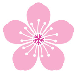cherry blossom flower vector illustration