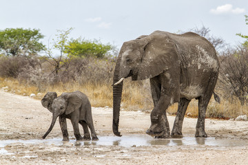 Fototapeta premium Young baby elephant with mother in the beginning of the rainy season enjoy the water and the mud in the Etosha National Park in Namibia