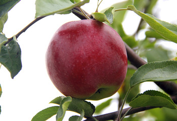 red apple on the branch