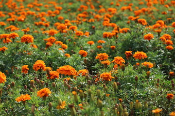 Beautiful orange marigold flowers in the garden closeup