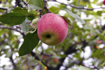 red apple on the branch