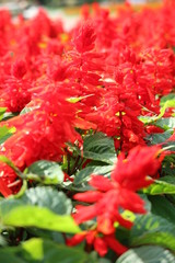 Beautiful red castilleja flowers closeup