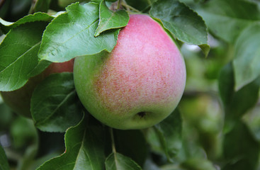 red apple on the branch