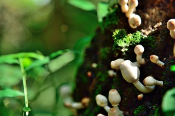 white mushrooms in timber in nature