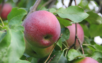 red apple on the branch