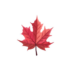 Hand drawn maple leaf. Colorful and bright maple leaf isolated on white background.