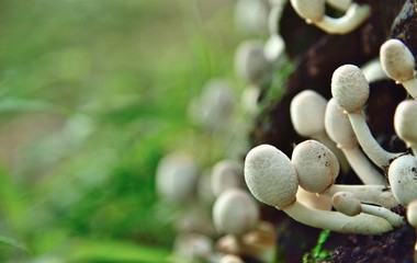 white mushrooms in timber in nature