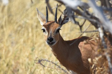 Steinb&ouml;ckchen (Raphicerus campestris) im Etosha Nationalpark in Namibia