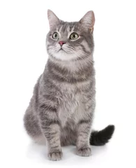 Fotobehang Kat Portret van grijze Cyperse kat op witte achtergrond. Lief huisdier