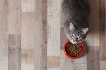 Fototapeta premium Uroczy kot blisko pucharu jedzenie indoors. Opieki nad Zwierzętami