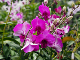 Beautiful closeup of purple orchid.
