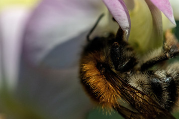 Wildbienen